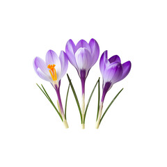Three purple crocus flowers isolated on life shot on transparent background
