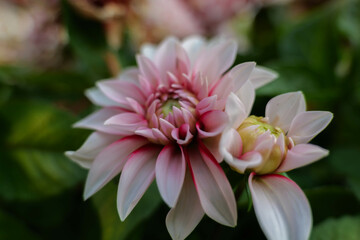 初夏の庭の花壇に咲く色とりどりの花々