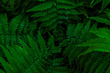natural fern leaves for background