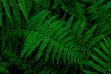 deep green fronds of possibly Deparia acrostichoides