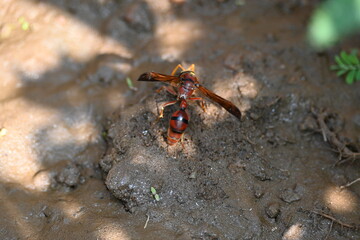 Yellow paper wasp. Its other names  variegated paper wasp and Polistes versicolor. This is...