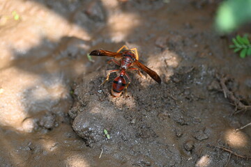 Yellow paper wasp. Its other names  variegated paper wasp and Polistes versicolor. This is a subtropical social wasp within Polistes, the most common genus of paper wasp. Its bite causes a lot of pain