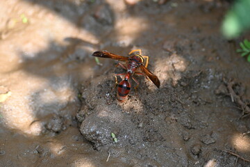 Yellow paper wasp. Its other names  variegated paper wasp and Polistes versicolor. This is...