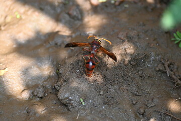 Yellow paper wasp. Its other names  variegated paper wasp and Polistes versicolor. This is a subtropical social wasp within Polistes, the most common genus of paper wasp. Its bite causes a lot of pain