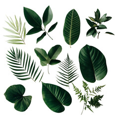 Tropical leaves bunch isolated on transparent background. png