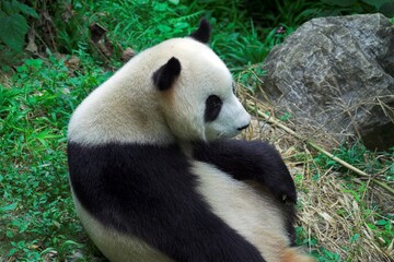 Chiny Guilin 2010 - Panda wielka, Ailuropoda melanoleuca, zwierzę pod ochroną, głowa, zwierzę...