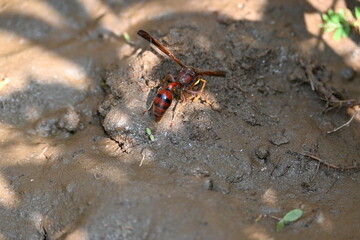 Yellow paper wasp. Its other names  variegated paper wasp and Polistes versicolor. This is a subtropical social wasp within Polistes, the most common genus of paper wasp. Its bite causes a lot of pain
