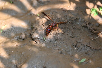 Yellow paper wasp. Its other names  variegated paper wasp and Polistes versicolor. This is...