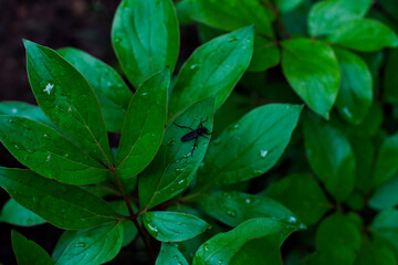 Detailed shot of lush peony foliage after rain, featuring a tiny black bug on one of the leaves.
