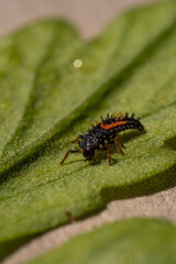 Close-up of a black and orange ladybug larva on a green leaf surface with visible water drops. Macro photography showcasing insect texture and fine leaf detail..