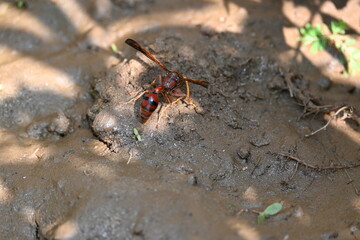 Yellow paper wasp. Its other names  variegated paper wasp and Polistes versicolor. This is...
