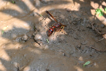 Yellow paper wasp. Its other names  variegated paper wasp and Polistes versicolor. This is a subtropical social wasp within Polistes, the most common genus of paper wasp. Its bite causes a lot of pain
