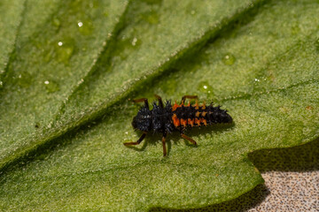 Close-up of a black and orange ladybug larva on a green leaf surface with visible water drops. Macro photography showcasing insect texture and fine leaf detail..
