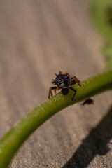 Macro photograph of a black spiny ladybug larva climbing on a green stem. Sharp detail on the insect’s texture and form, with soft background blur