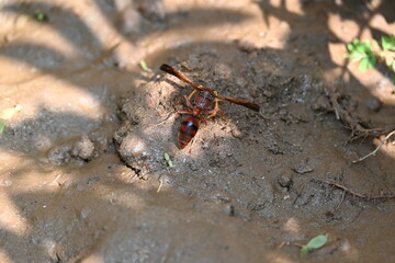 Yellow paper wasp. Its other names  variegated paper wasp and Polistes versicolor. This is...