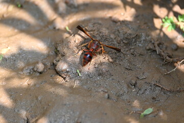 Yellow paper wasp. Its other names  variegated paper wasp and Polistes versicolor. This is...