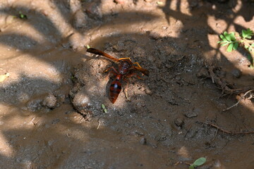 Yellow paper wasp. Its other names  variegated paper wasp and Polistes versicolor. This is...