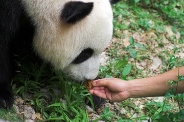 Chiny Guilin 2010 - Panda wielka, Ailuropoda melanoleuca, ręka podaje pokarm zwierzęciu, zwierzak...