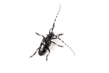 The longicorn beetle isolated on white background