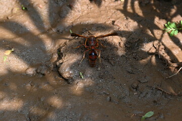 Yellow paper wasp. Its other names  variegated paper wasp and Polistes versicolor. This is...