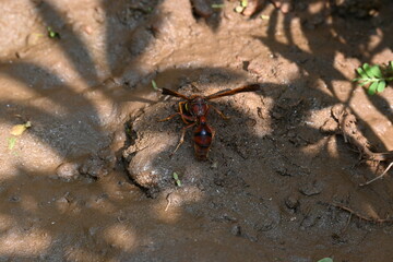 Yellow paper wasp. Its other names  variegated paper wasp and Polistes versicolor. This is a subtropical social wasp within Polistes, the most common genus of paper wasp. Its bite causes a lot of pain