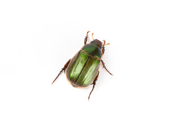 Coleoptera green scarabaeidae beetle isolated white background