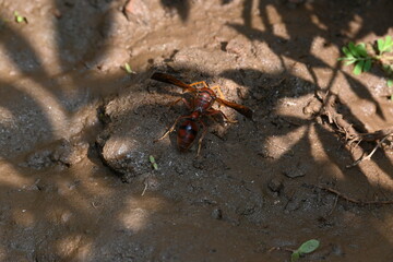 Yellow paper wasp. Its other names  variegated paper wasp and Polistes versicolor. This is...