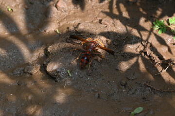 Yellow paper wasp. Its other names  variegated paper wasp and Polistes versicolor. This is a subtropical social wasp within Polistes, the most common genus of paper wasp. Its bite causes a lot of pain