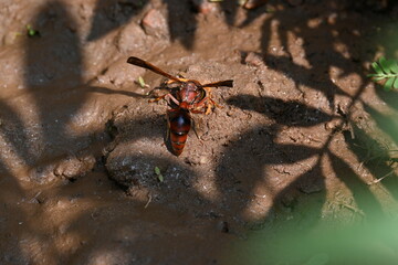 Yellow paper wasp. Its other names  variegated paper wasp and Polistes versicolor. This is...