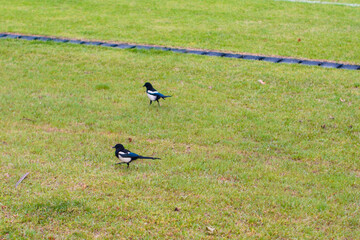 Two striking Eurasian magpies with black and white plumage walking across a lush green lawn on a bright day