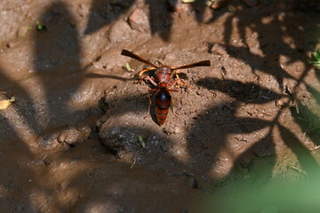 Yellow paper wasp. Its other names  variegated paper wasp and Polistes versicolor. This is...