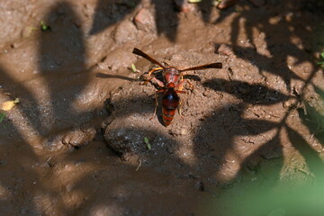 Yellow paper wasp. Its other names  variegated paper wasp and Polistes versicolor. This is...
