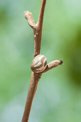 Insect cocoon shells on a Branch