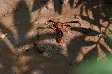 Yellow paper wasp. Its other names  variegated paper wasp and Polistes versicolor. This is...