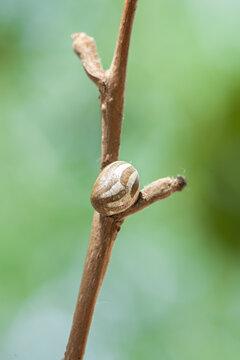 Insect cocoon shells on a Branch