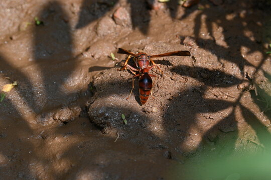Yellow paper wasp. Its other names  variegated paper wasp and Polistes versicolor. This is a subtropical social wasp within Polistes, the most common genus of paper wasp. Its bite causes a lot of pain
