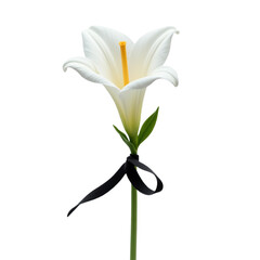 Fototapeta premium Untitled design - Soft White Flower with Layered Petals and Natural Light Transparent Background