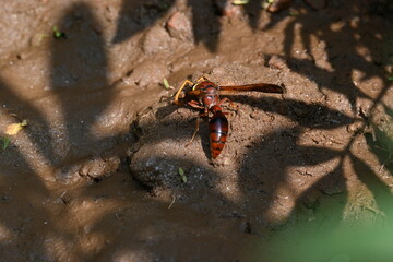 Yellow paper wasp. Its other names  variegated paper wasp and Polistes versicolor. This is...