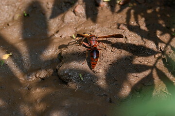 Yellow paper wasp. Its other names  variegated paper wasp and Polistes versicolor. This is...