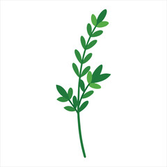 green plant isolated on white