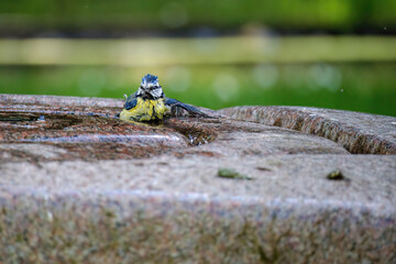 The great tit (Parus major) is a passerine bird in the tit family Paridae. Wildlife scene from nature.