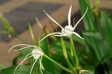 Chiny - Hymenocallis littoralis, roślina tropikalna z bliska, tropikalny biały kwiat z czerwonymi pręcikami © Jacek Pochanke