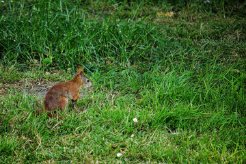 cute young squirrel playing on green meadow at park