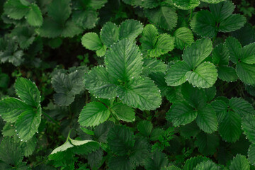 Close-up of healthy strawberry plant leaves covered in morning dew.Top view of fresh green...