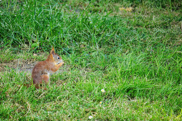 cute young squirrel playing on green meadow at park