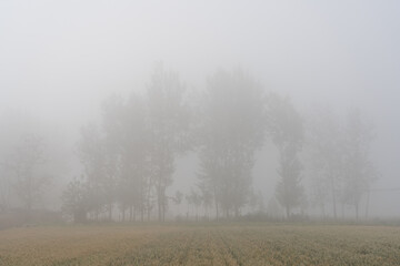 Foggy Morning Over a Field and Trees