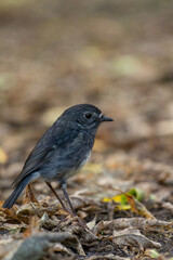 North Island Robin on the ground