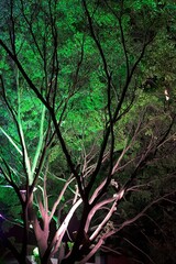 Chiny Guilin - Rozłożyste rozgałęzione drzewo podświetlone od środka, Rozświetlona korona drzewa w nocy  © Jacek Pochanke