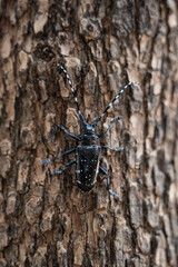a black longicorn beetle on the tree.