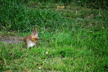 cute young squirrel playing on green meadow at park